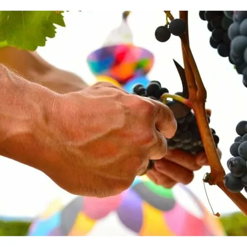 Vista 6 de Vino Tinto Campo Viejo 1,2 kg