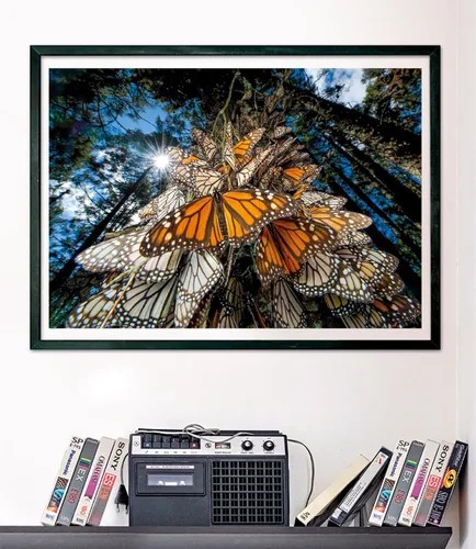 Vista 6 de Clementoni - 39732 - Puzzle National Geographic - Mariposas Monarca - Rompecabezas de 1000 piezas, rompecabezas para adultos, rompecabezas