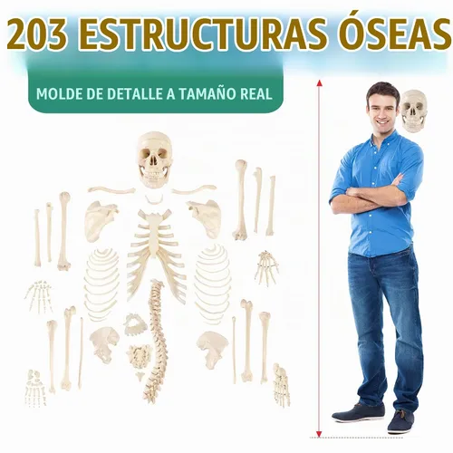 Vista 2 de Houseables Esqueleto humano desarticulado, modelo de esqueleto humano para anatomía, modelo de anatomía, anatómicamente correcto, huesos