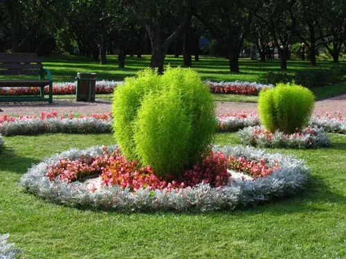 Vista 4 de Semillas Flores Arbusto Ardiente (Kochia) Arbusto Anual de hoja perenne - 500 Semillas