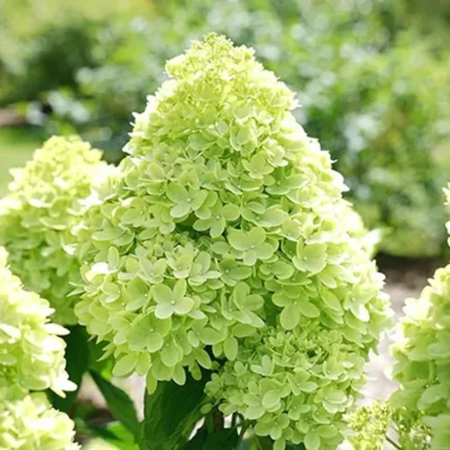 Vista 11 de Plantas de árbol de arbusto de hortensias vivas, 5-9 pulgadas de alto, sin maceta, inactivas en invierno, cambian de color, plantación perenne