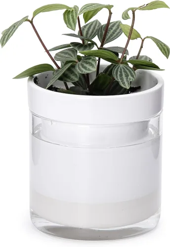 Vista 29 de Phoenix Vine Maceta de riego automático de 4 pulgadas, maceta de arcilla de terracota con depósito de vidrio para plantas de interior, hierbas