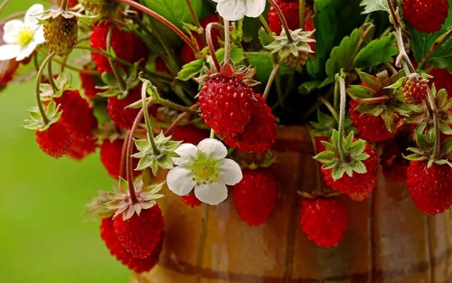 Vista 3 de Semillas Alpine Strawberry Regina No GMO Heirloom Everbearing