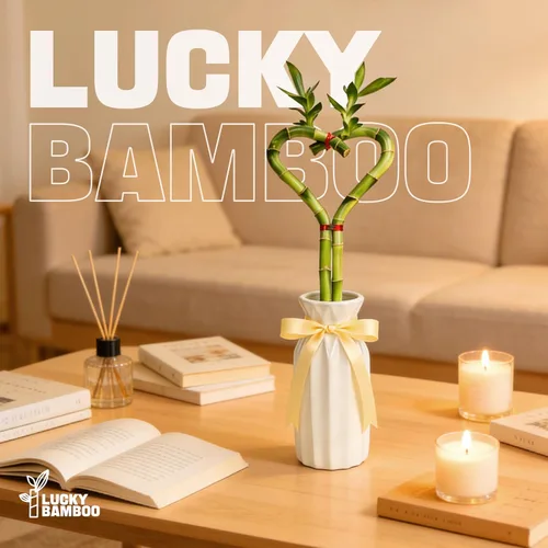 Vista 6 de Bambú de la suerte en forma de corazón, planta de interior viva de 12 pulgadas, arreglo de corazón de doble tallo, regalo ideal para cumpleaños