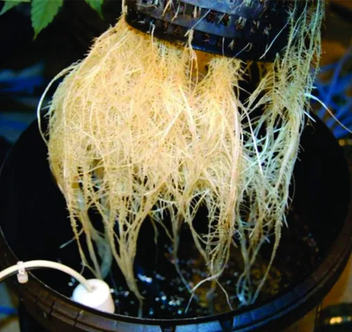 Vista 2 de The Atwater HydroPod - Kit de sistema de cultivo de agua profunda DWC - Cubo de burbujas de 5 galones - Bubbleponics - (sin nutrientes)