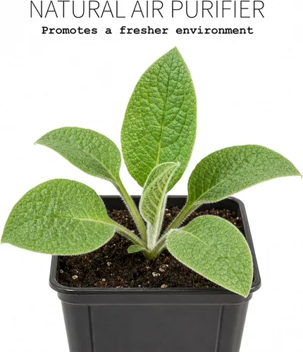 Vista 9 de Smoke Camp Crafts Planta de consuelda, Symphytum officinale, hermosas plantas de punto, decoración de jardín, maceta de 2.5 pulgadas