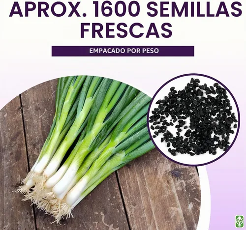 Vista 3 de Deliciosa ensalada blanca agrupamiento de cebolletas verdes semillas - Fácil de cultivar - Sin OMG - 1600 semillas