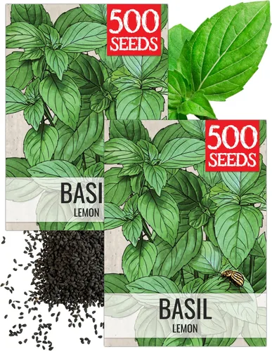 Vista 9 de Seed Needs Semillas de albahaca italiana para plantar hierbas tradicionales sin OMG, 1 paquete