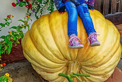 Vista 2 de Dills Atlantic - Semillas de calabaza gigante para plantar, 10 semillas premium, sin OMG, Heriloom