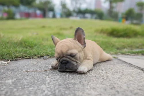 Vista 6 de Hi Line 87710-G - Figura de cachorro de bulldog francés durmiendo