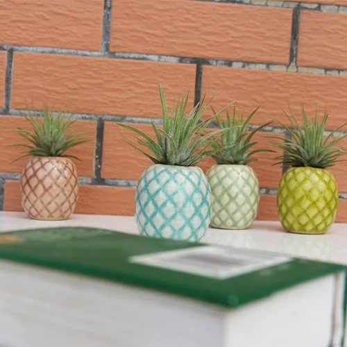 Vista 3 de Paquete de 4 soportes únicos para plantas de aire, lindo soporte de pared para plantas de aire de piña, soportes de cerámica Tillandsia para plantas