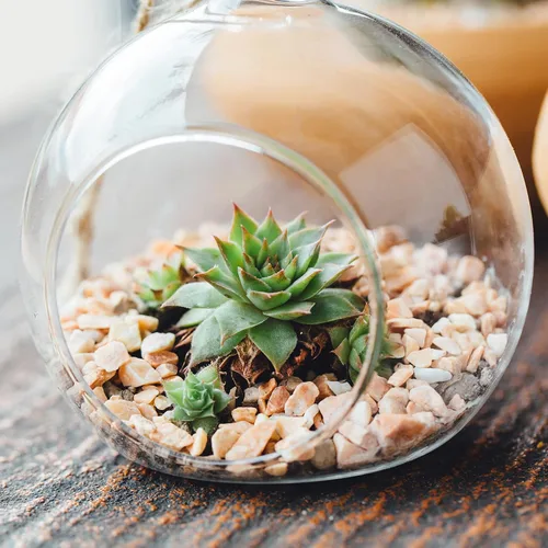 Vista 5 de PATIKIL Maceta redonda de terrario para plantas de aire, paquete de 2 decoraciones de mesa de vidrio borosilicato de 4 pulgadas de alto