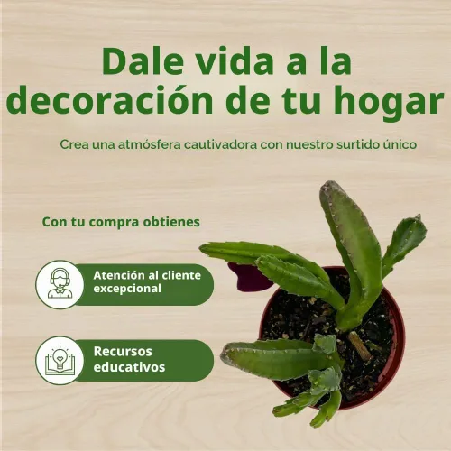 Vista 6 de BubbleBlooms Stapelia leendertziae Black Bell Huernia en un bote de 4 pulgadas Flor de carroñero Copa Granate Estrellas de mar