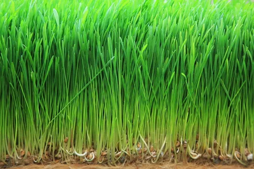 Vista 7 de Food to Live Polvo de pasto de trigo orgánico, 1 libra, sin OMG, hoja entera, crudo, no irradiado, puro, vegano, a granel, ideal para jugo, rico