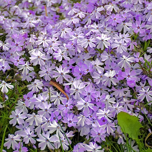Vista 5 de Phlox Subulata Azul esmeralda, Phlox rastrero, Phlox musgo/rosas, cubierta del suelo, perenne mate perenne con codiciadas flores azul-púrpura