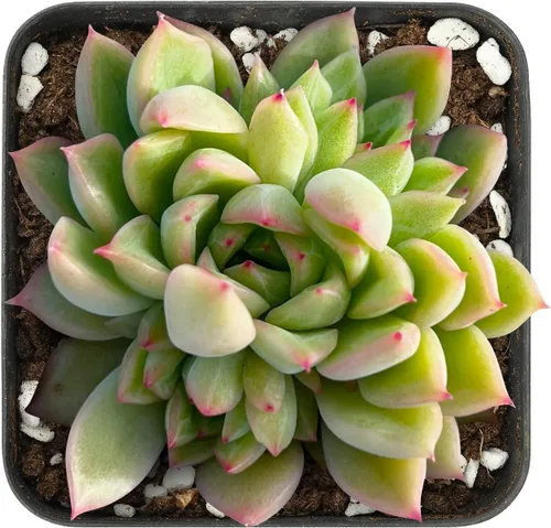 Vista 18 de Sprout N Green Echeveria 'Ball of Fat', planta suculenta viva rara totalmente enraizada en maceta de 2 pulgadas con tierra, oficina en casa