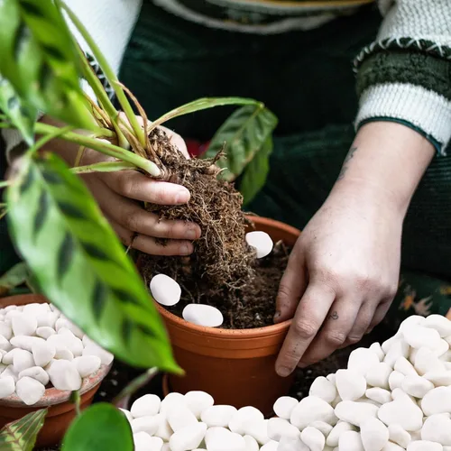 Vista 6 de 5 libras de piedras de río blancas como la nieve - Piedras decorativas - Guijarros para plantas de interior - Piedras para paisajismo al aire libre