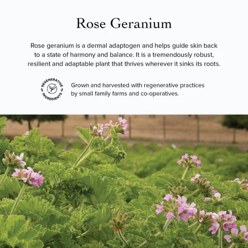 Vista 5 de evanhealy Rose Geranium HydroSoul Hidrosol destilado de cobre Tónico facial orgánico suave y astringente Tónico facial equilibrante