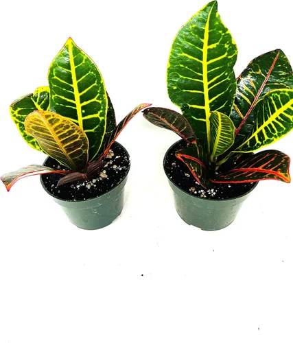 Vista 2 de Croton Plant 2PACK 'CODIAEUM VARIEGATUM Petra' Maceta de 4 pulgadas