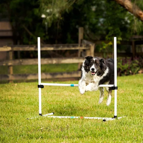 Vista 7 de Midlee Dog Agility - Juego para principiantes - salto de aro, postes de tejido y salto de barra