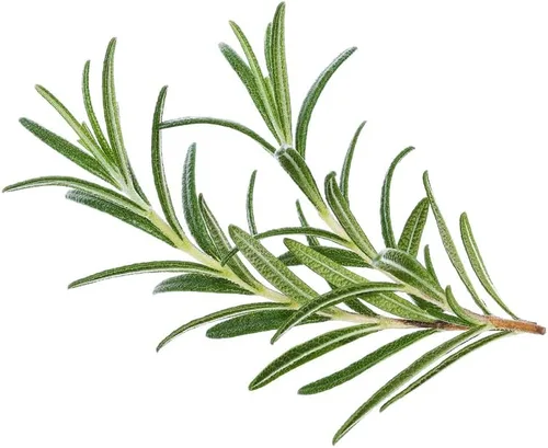 Vista 5 de Rosemary 50 Seeds (Rosmarinus officinalis) Heirloom - Polinizado abierto