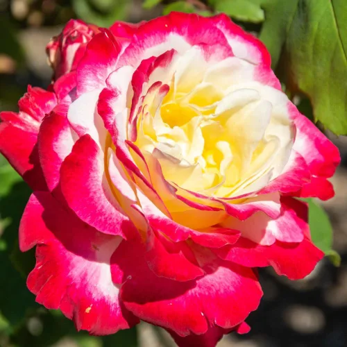 Vista 2 de Rose Bush - Planta viva de rosas trepadoras, arbusto vivo a raíz desnuda con tierra de 7 a 10 pulgadas de alto, rosas fragantes arbustos de rosas