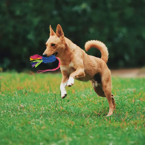 Vista 3 de wodoca Juguete de remolcador para perros, juguetes para perros para masticadores agresivos, juguete de cuerda fuerte para chirridos, juguete