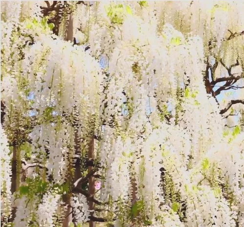 Vista 4 de White Wisteria Vine - Planta viva fragante de 1 año en maceta - Imán de colibrí