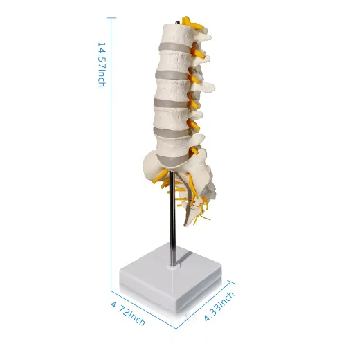 Vista 3 de EVOTECH SCIENTIFIC Modelo de anatomía de columna lumbar con sacro y nervios espinales, réplica didáctica de sección lumbosacra con nervios y una