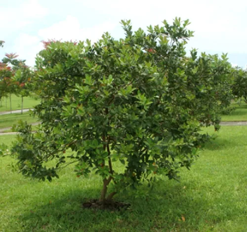 Vista 3 de Guayaba, Psidium Guajava, 50 semillas de árboles (fruta comestible, crecimiento rápido)