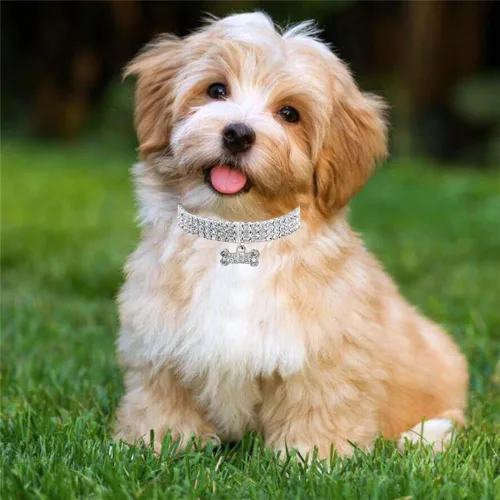 Vista 6 de Collar para perros, collar de gato, bonito y moderno con cristales brillantes de hueso, 3 filas de diamantes de imitación para mascotas, joya