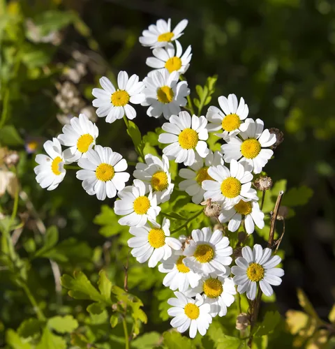 Vista 6 de Pyrethrum Daisy 50 semillas (crisantemo - Tanacetum cinerariifolium) reliquia - Polinizado abierto - Sin OMG - Semilla sin tratar