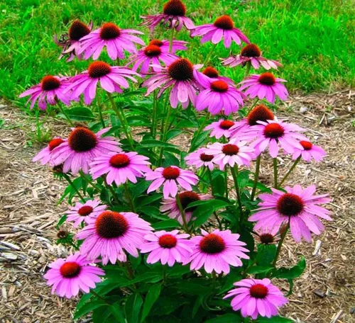 Vista 3 de UtopiaSeeds Semillas de equinácea morada - Semillas de equinácea