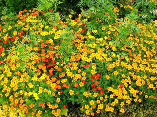 Vista 7 de Seeds4planting - Caléndulas Mezcla Mexicana Tagetes Flores Anuales Sin OGM