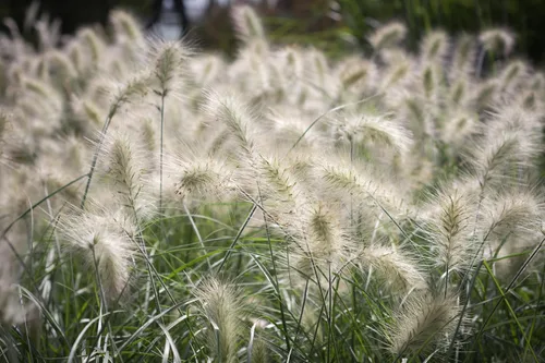Vista 3 de 30 semillas de flores de setaceum Pennisetum de hierba blanca