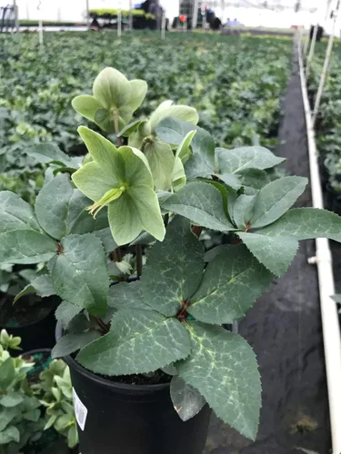 Vista 3 de Planta viva Helleborus-X 'Ivory Prince' (Rosa de Navidad) Walhelivor Perenne, planta en maceta de 1 galón de Green Promise Farms