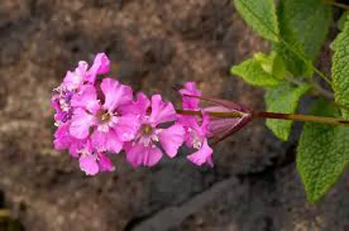 Vista 2 de Semillas de flores de catchfly, 100 semillas, hermosas flores de rosa carmesí