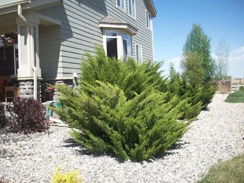Vista 3 de Juniperus Chinensis - 1 maceta viva de 4 pulgadas - Juniperus Chinensis - Planta de cribado de bordes de hoja perenne resistente a la sequía