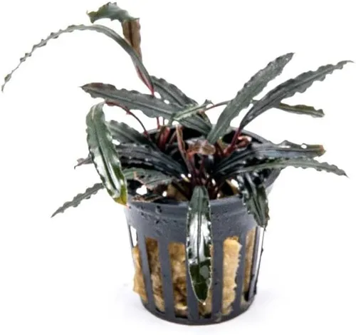 Vista 9 de SubstrateSource Bucephalandra Brownie Phantom - Planta de acuario viva – Decoración natural de pecera de agua dulce, decoración acuática