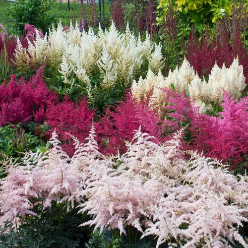 Vista 7 de Outsidepride Bunter Astilbe Seeds - 1000 semillas de flores perennes, tolerantes a la sombra para plantar flores mixtas vibrantes en áreas húmedas