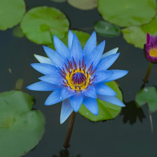 Vista 3 de 160 semillas de loto de colores mixtos para plantar, loto bonsái sin OMG, flor de lirio de agua, plantas acuáticas de fácil cultivo para estanques