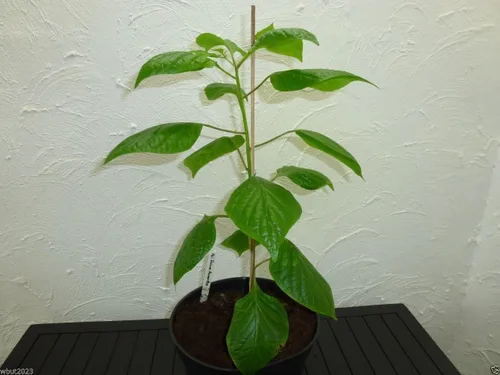 Vista 2 de Aji Dulce Amarillo, Semillas de PIMIENTA Aji Dulce (C.chinense) de Venezuela.(20 Semillas)