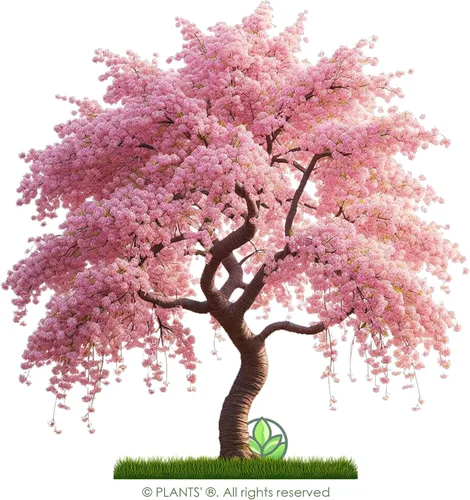 Vista 3 de Cerezo Japonés Semillas Premium Prunus serrulata 'Spring' Pink Bloom Plants'® (Premium Seeds, 20)