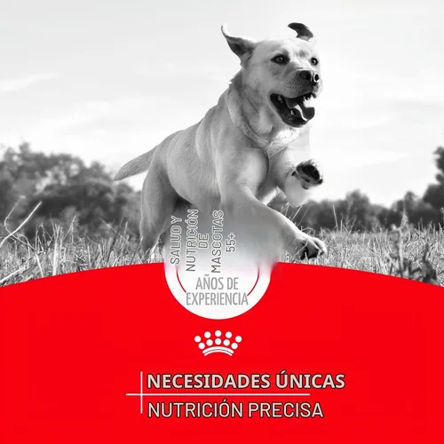 Vista 12 de Royal Canin Pug - Alimento seco específico para perros de raza adulta, bolsa de 10 libras Weight Management, Skin Barrier Support, For Adult Pugs