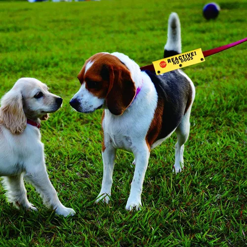 Vista 4 de Divertida correa para perro reactiva sin perros, correa envolvente para perro, regalo de cumpleaños para mascotas (Reactive No Dogs-YE Sleeve)