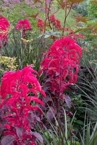 Vista 5 de 100 semillas de flores tricolor Early Splendor Amaranthus Hypocondricus *Comb S/H