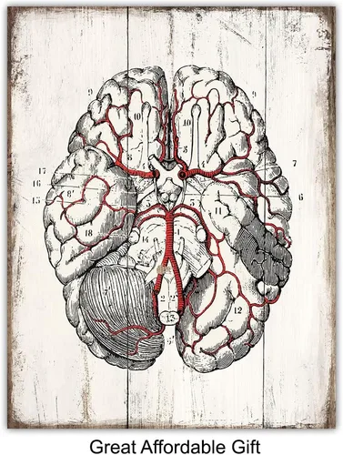 Vista 5 de Medical Anatomy – Juego de placas de arte de pared de órganos humanos vintage – Impresiones de fotos Shabby Chic para clínica médica, oficina de Dr.