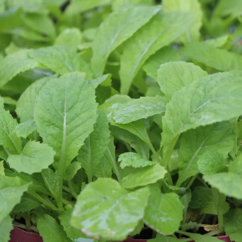 Vista 6 de Semillas de Mostaza (Florida Broadleaf) (1000 Semillas)