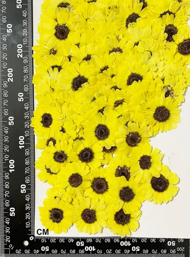 Vista 2 de 12 piezas de girasoles amarillos brillantes, flores secas prensadas reales y naturales para arte con resina y manualidades DIY