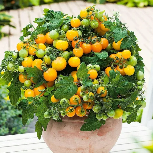 Vista 8 de MOCCUROD - 100 semillas de tomate cereza para interiores, semillas de herencia vegetal rara de tomate enano rojo y amarillo